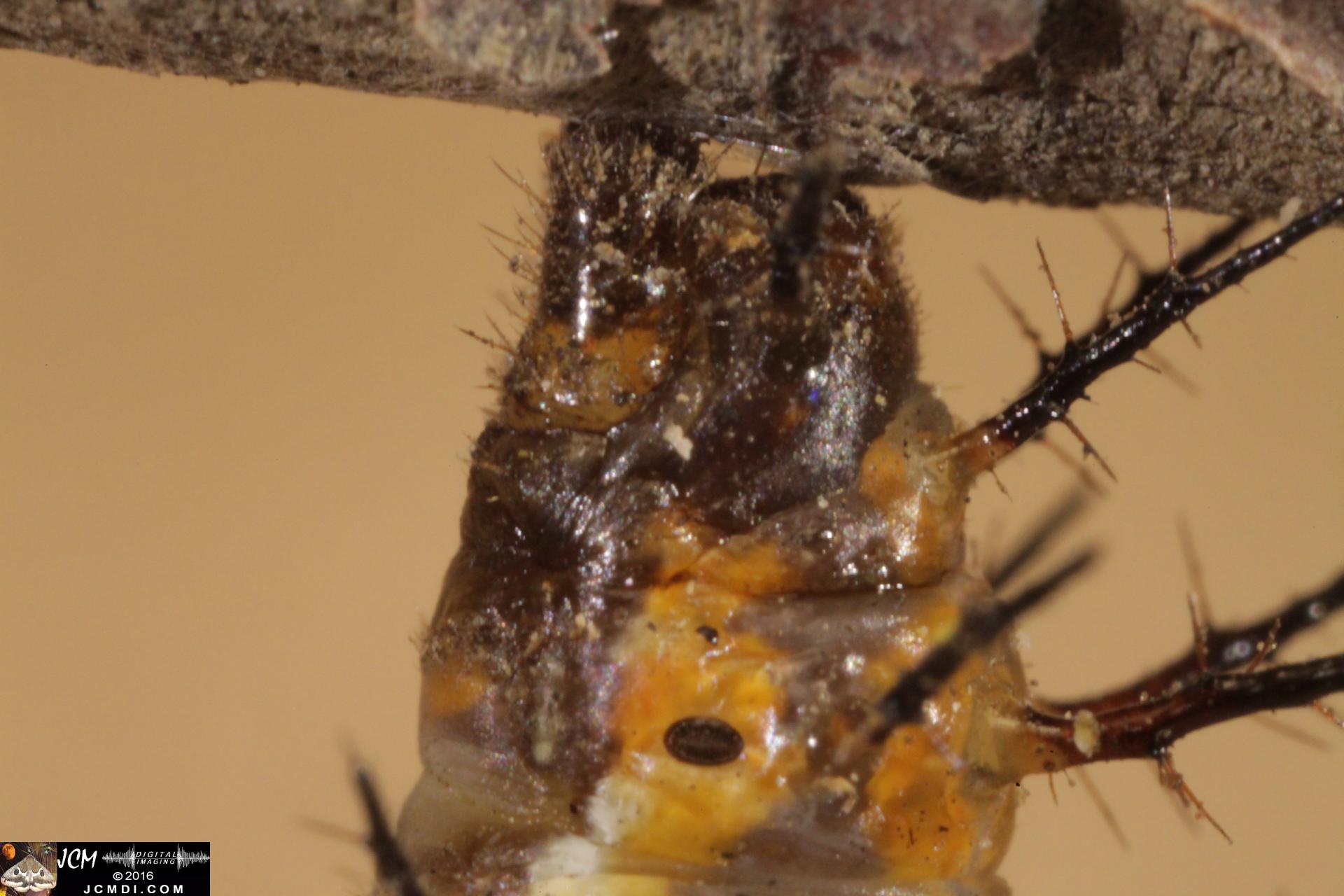 20160909-IMG_1756 5D Gulf Fritillary Butterfly Pupation and Cremaster Hop.jpg